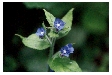 Green Alkanet - Pentaglottis sempervirens