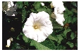 Hedge Bindweed