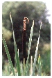 Great Reedmace