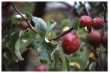 Crab Apple fruit