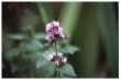 Water Mint flowers