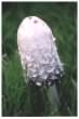 Shaggy Inkcap