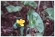 Marsh Marigold