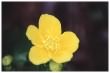 Marsh Marigold