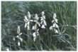 White Bluebells