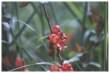 Quince flower