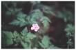 Herb Robert