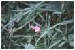 Cut leaved Cranesbill