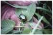 Rose Chafer (Scarab)