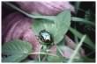 Rose Chafer (Scarab)