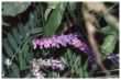 Tufted Vetch