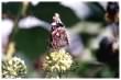 Red Admiral