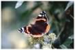 Red Admiral