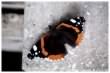 Red Admiral