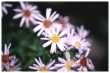 New York Aster