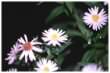 New York Aster