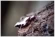 Silverleaf Fungus