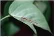 Damselfly on Bogbean