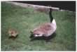 Geese and goslings