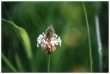 Plantain flower