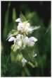 White Dead-nettle