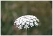 Yarrow