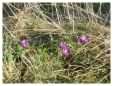 Purple Crocus