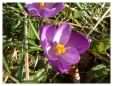 Purple Crocus