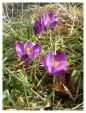 Purple Crocus