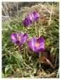 Purple Crocus