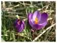 Purple Crocus