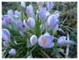 Blue Crocus