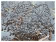 Frog spawn