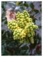 Mahonia flower spike