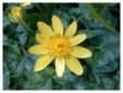 Lesser Celandine