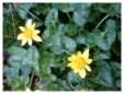 Lesser Celandine