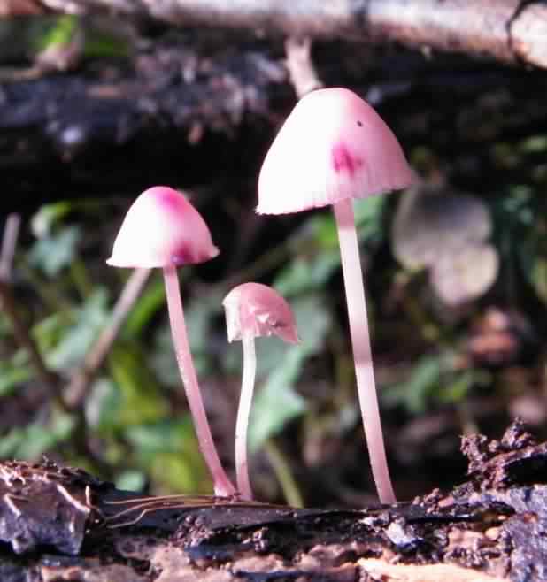 Unidentified fungi