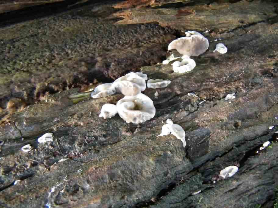 #1 Unknown - Smoky brackets or Turkey Tails