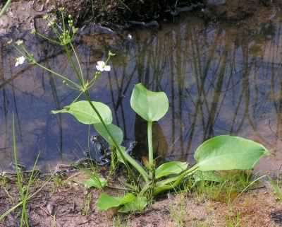 Water-plantain - Alisma plantago-aquatica, click for a larger image, photo licensed for reuse CCBY-SA3.0