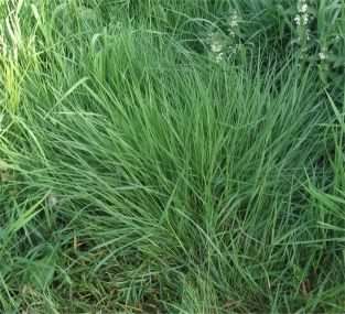 Common Bent - Agrostis capillaris, species information page, photo licensed for reuse CCASA3.0