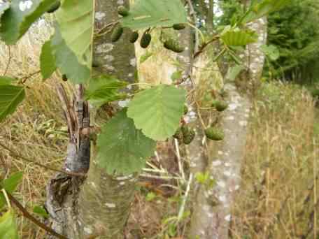 Alder - Alnus glutinosa species information page