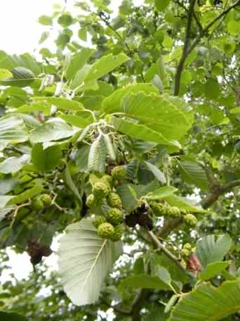 Green Alder - Alnus viridis species information page