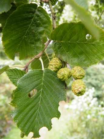 Green Alder - Alnus viridis, click for a larger image