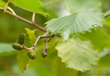 Grey Alder - Alnus incana, click for a larger image, photo licensed for reuse GBNNSS