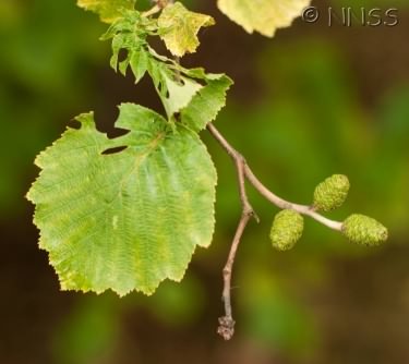 Grey Alder - Alnus incana species information page