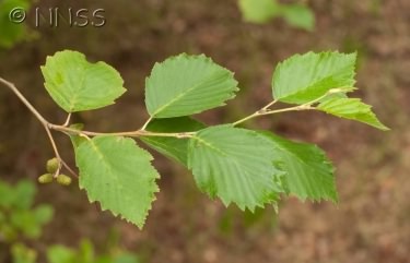 Grey Alder - Alnus incana, click for a larger image, photo licensed for reuse GBNNSS