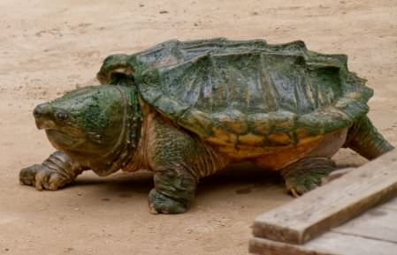 SAlligator napping turtle - Macrochelys temminckii, click for a larger image CCASA3.0