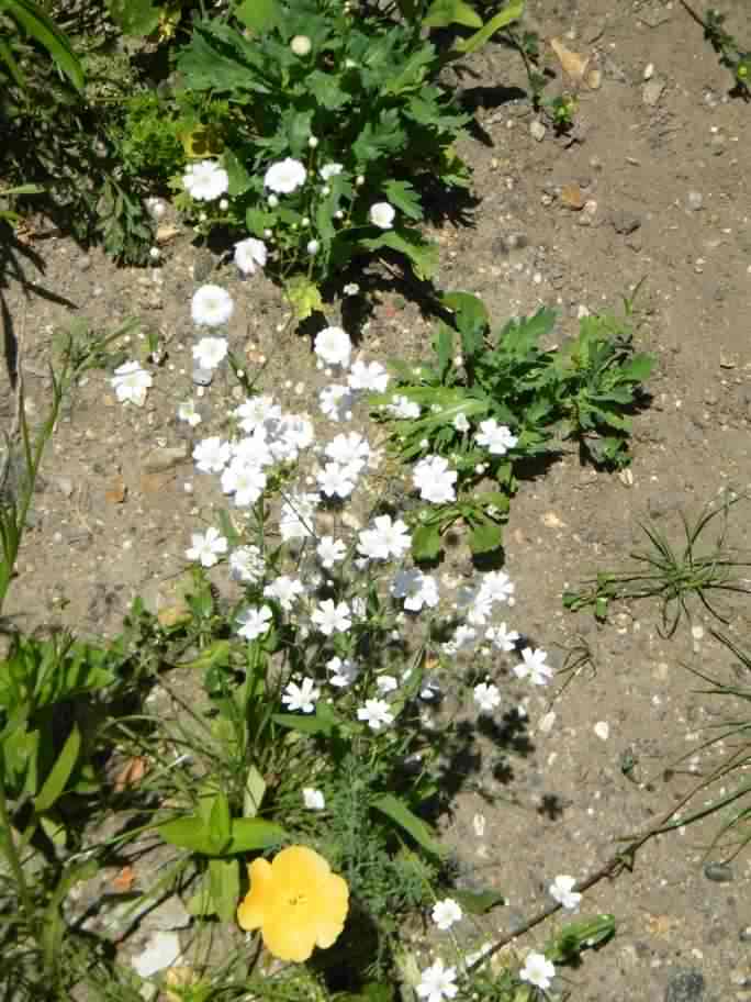 Annual Baby's-breath - Gypsophila elegans, click for a larger image