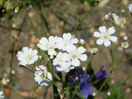 Annual Baby's-breath - Gypsophila elegans, click for a larger image