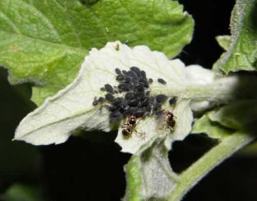 Black Bean Aphid - Aphis fabae, click for a larger image